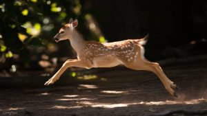 deer gambling quick movements