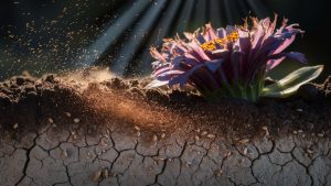 growing freedom through garden play