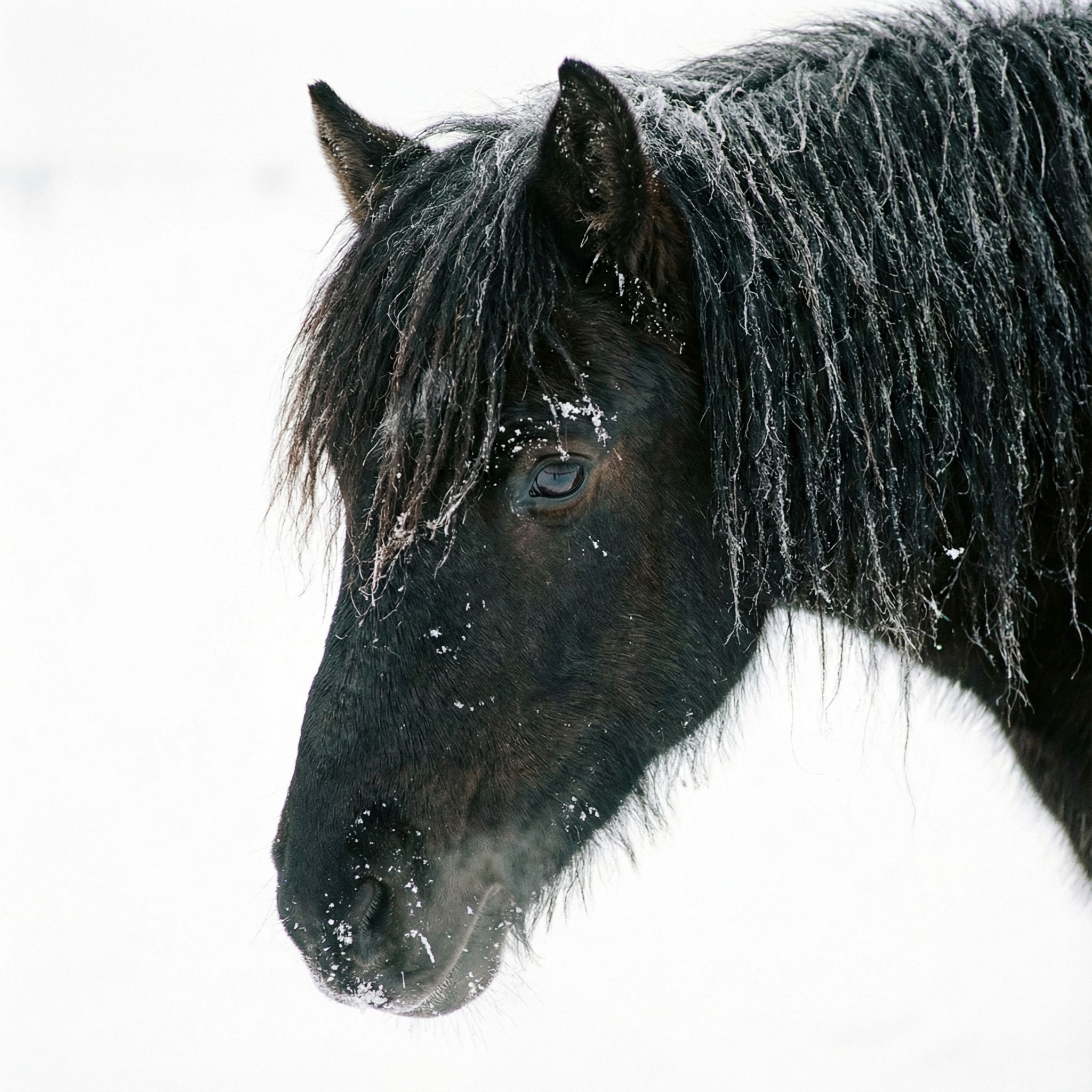 말의 머리를 가까이서 찍은 사진으로, 새하얀 눈밭을 배경으로 검은 갈기가 선명하게 부각됩니다.